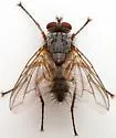 Meigenielloides cinereus