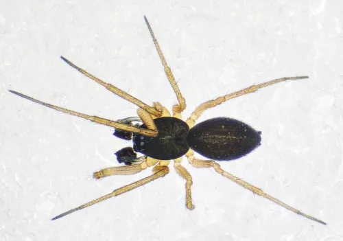 Agyneta rurestris