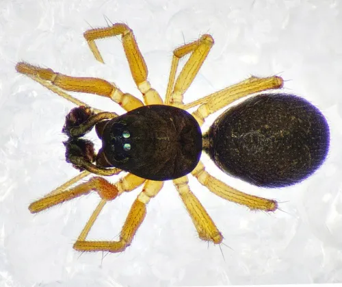 Agyneta rurestris - photo 2