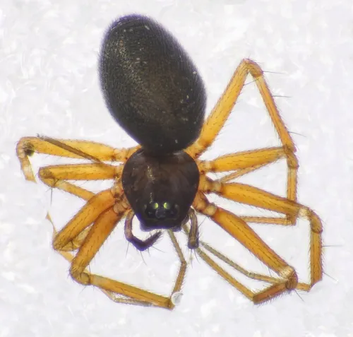 Agyneta rurestris - photo 3