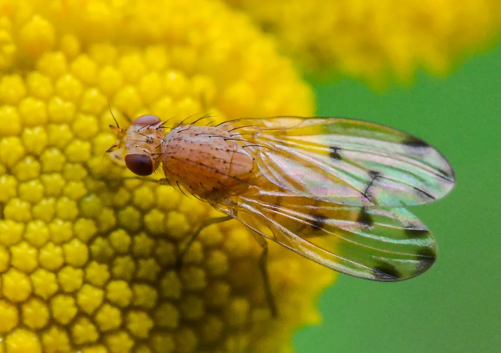Meiosimyza decempunctata - photo 2