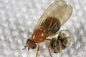 Meiosimyza discolor