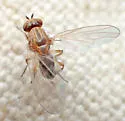 Meiosimyza discolor - photo 2
