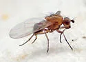 Meiosimyza discolor - photo 3