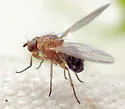 Meiosimyza discolor - photo 4