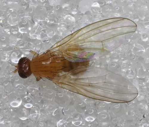 Meiosimyza platycephala