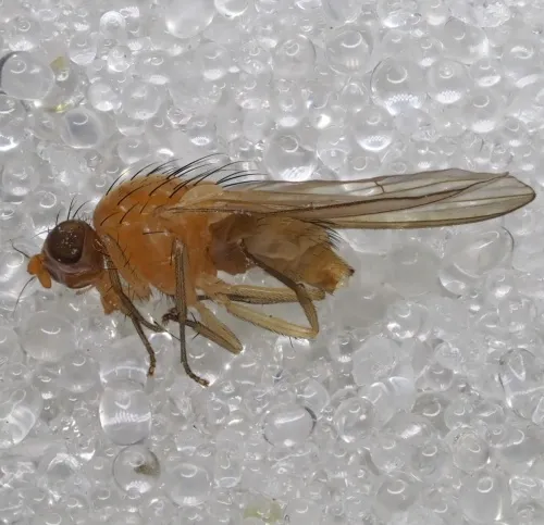 Meiosimyza platycephala - photo 2