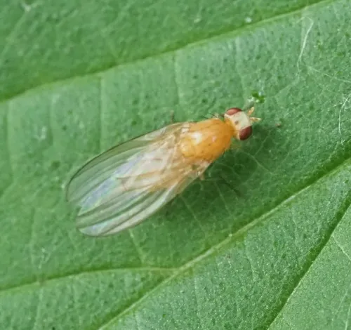 Meiosimyza platycephala - photo 3