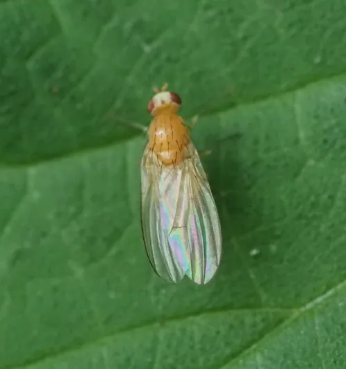 Meiosimyza platycephala - photo 4