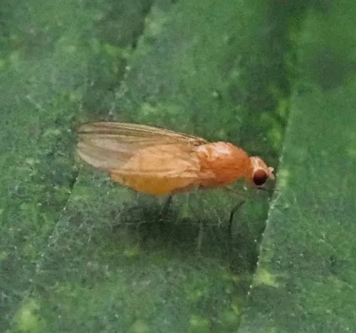 Meiosimyza rorida