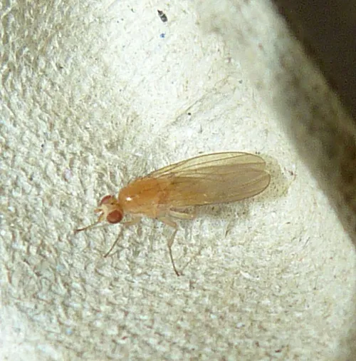 Meiosimyza rorida - photo 2