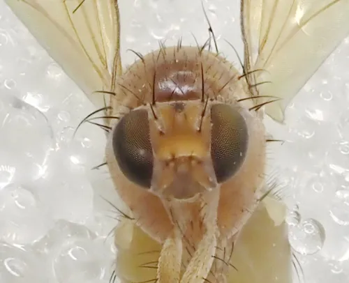Meiosimyza rorida - photo 3
