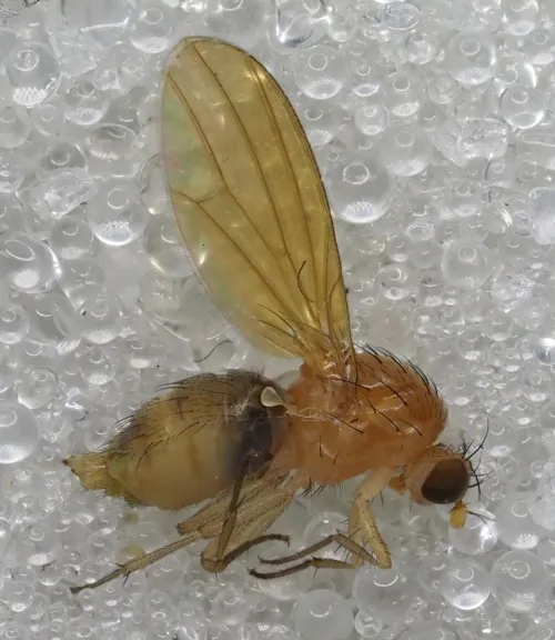 Meiosimyza rorida - photo 4