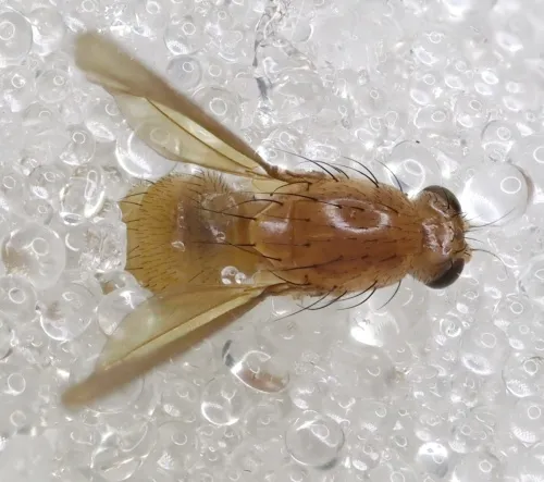 Meiosimyza rorida - photo 5