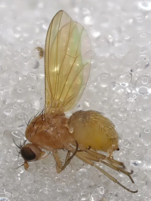 Meiosimyza rorida - photo 6