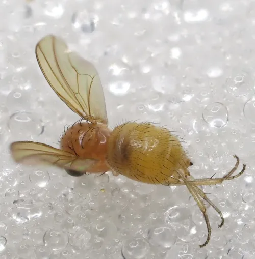 Meiosimyza rorida - photo 7