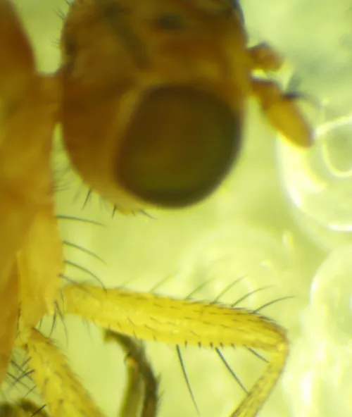 Meiosimyza rorida - photo 8