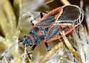 Melacoryphus admirabilis