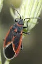 Melacoryphus admirabilis - photo 2