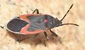 Melacoryphus admirabilis - photo 4