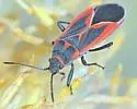 Melacoryphus admirabilis - photo 5