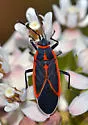 Melacoryphus circumlitus
