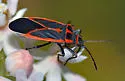 Melacoryphus circumlitus - photo 2