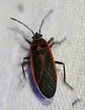 Melacoryphus circumlitus - photo 3