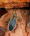 Melacoryphus facetus