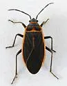 Melacoryphus facetus - photo 2
