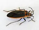 Melacoryphus facetus - photo 3