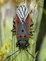 Melacoryphus nigrinervis - photo 2