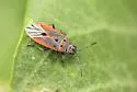 Melacoryphus nigrinervis - photo 4
