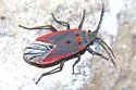 Melacoryphus nigrinervis - photo 5
