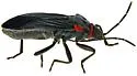 Melacoryphus rubicollis