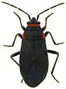 Melacoryphus rubicollis - photo 2