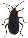 Melacoryphus rubicollis - photo 3