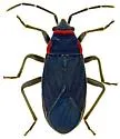 Melacoryphus rubicollis - photo 5