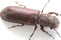 Branch and Twig Borer - photo 5