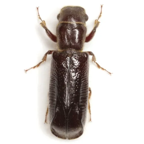 Melalgus plicatus