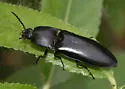 Melanactes densus - Melanactes densus