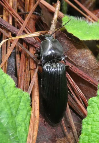 Melanactes morio