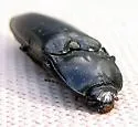 Melanactes piceus