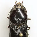 Melanactes piceus - photo 4