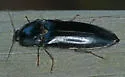 Melanactes piceus - photo 5