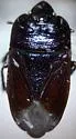Melanaethus anthracinus