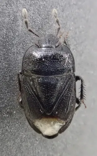 Melanaethus crenatus