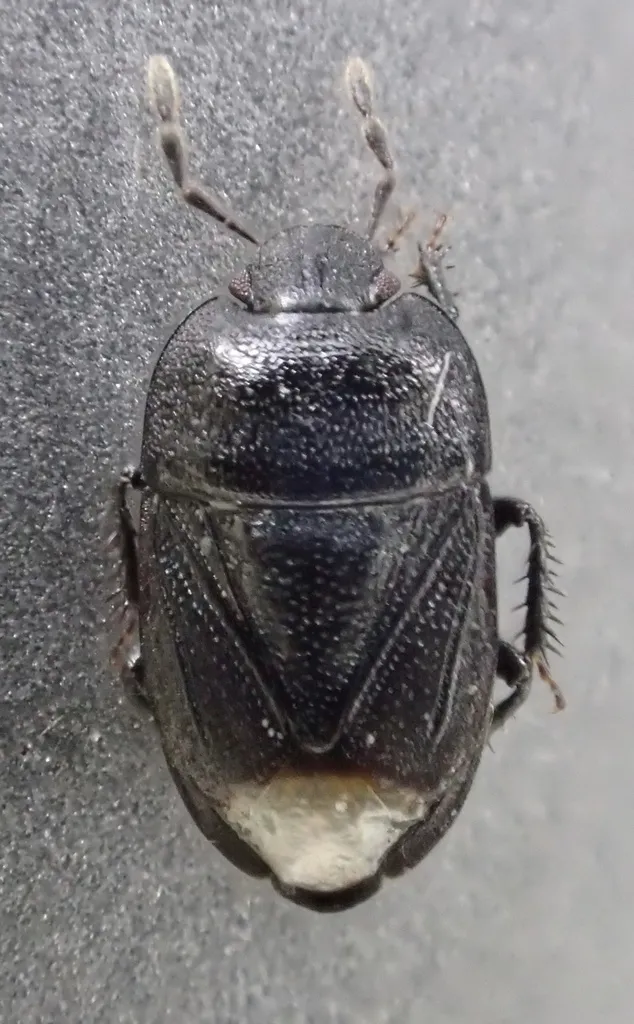 Melanaethus crenatus - photo 2