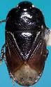 Melanaethus noctivagus