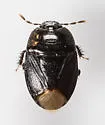 Melanaethus pensylvanicus